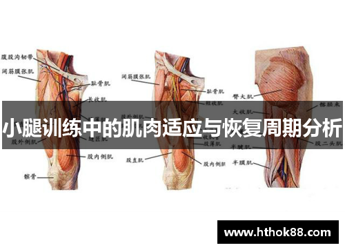 小腿训练中的肌肉适应与恢复周期分析